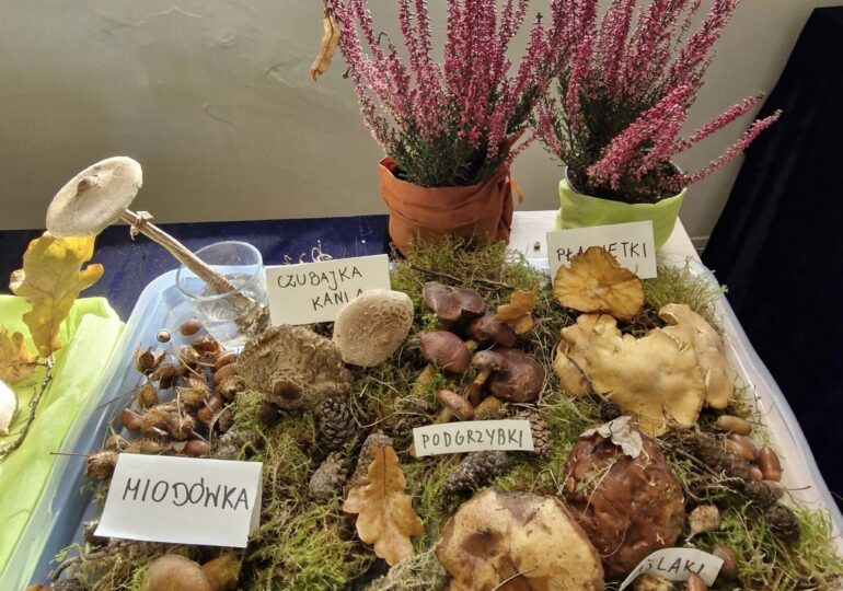 Jakie grzyby zbierał Wojski?